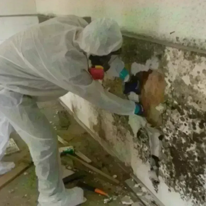 Mold Remediation and Removal in Tuba City, AZ